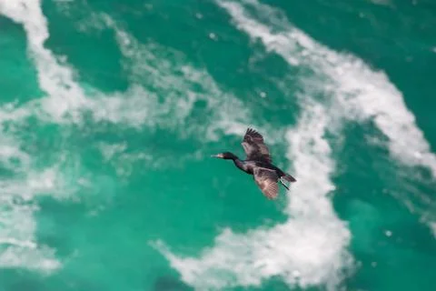 A bird in flight Stock Photos