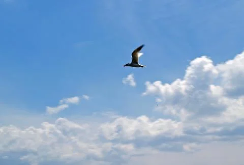 Bird in Flight Stock Photos