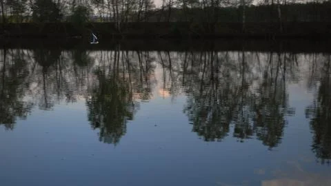 Bird in flight Stock Photos