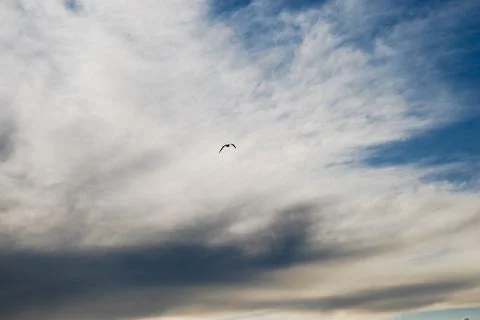 Bird in flight Stock Photos