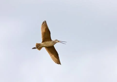 Bird in flight Stock Photos