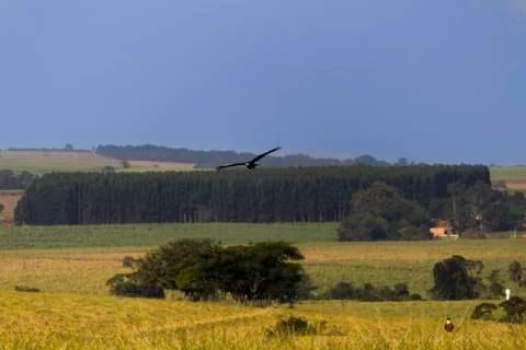 Bird flight Stock Photos