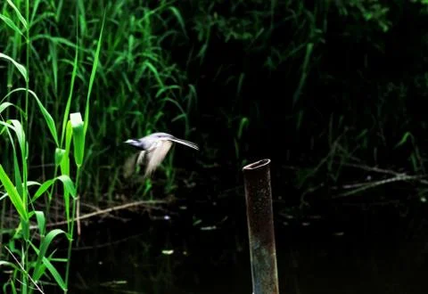Bird in flight Stock Photos