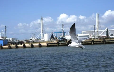 Bird in flight Stock Photos