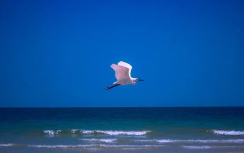 Bird in flight Stock Photos