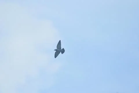 Bird on flight Stock Photos