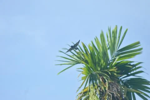 Bird on flight Stock Photos