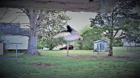 Bird in Flight 写真素材