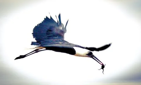 A Bird in Flight Stock Photos
