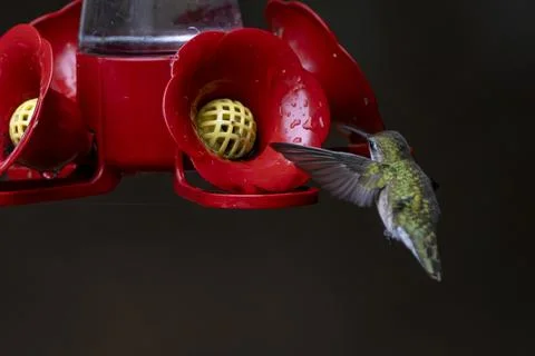 Bird in Flight Stock Photos