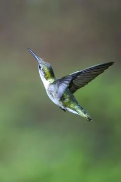 Bird in Flight Stock Photos