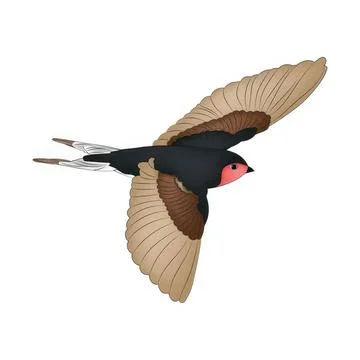 Bird in flight with pink face and brown wings Stock Illustration