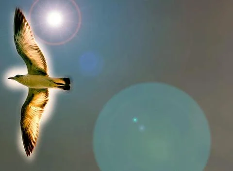 Bird in flight - presentation background 写真素材