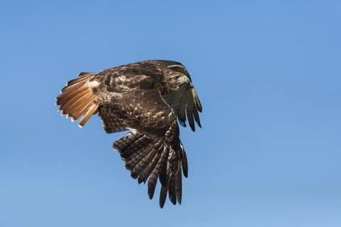Bird in flight: Red tail hawk Stock Photos