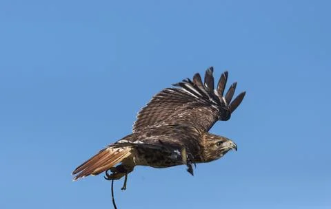 Bird in flight: Red tail hawk Stock Photos