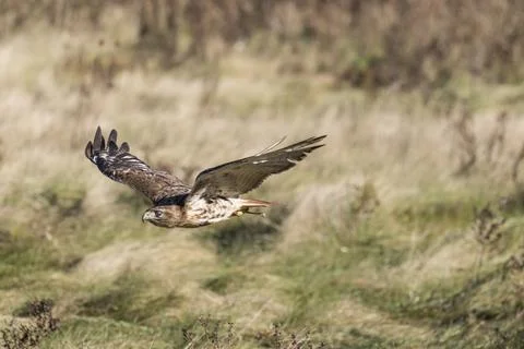 Bird in flight: Red tail hawk Stock Photos