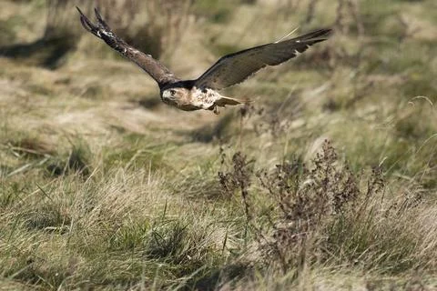 Bird in flight: Red tail hawk Stock Photos
