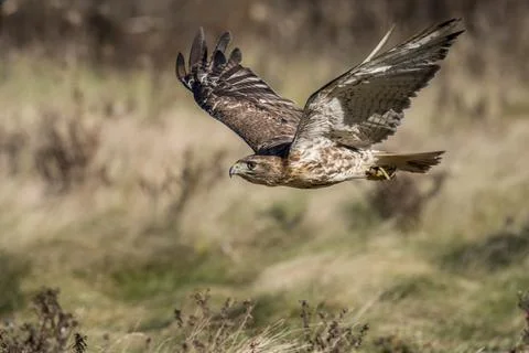 Bird in flight: Red tail hawk Stock Photos