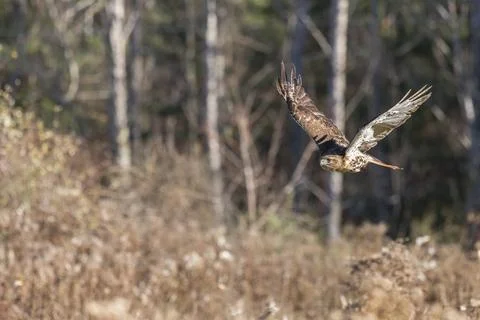 Bird in flight: Red tail hawk Stock Photos