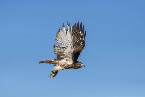 Bird in flight: Red tail hawk Stock Photos