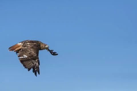 Bird in flight: Red tail hawk Stock Photos