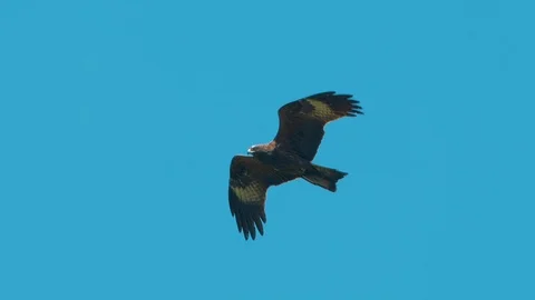 Bird in flight in the sky Stock Footage 119058493
