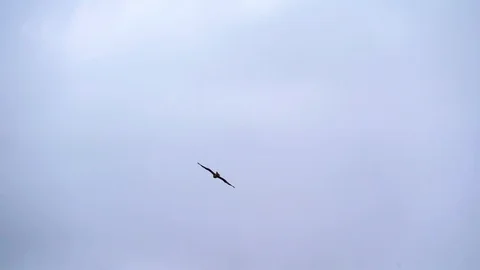 Bird flight in the sky over the mountains of Mongolia Stock Footage 116669708