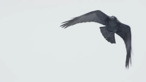 Bird in flight in slow motion. Common Raven flying in sky, Corvus Corax. Vidéo 221574088