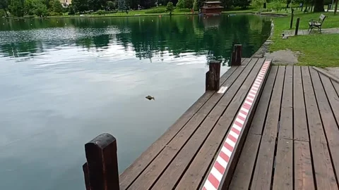 Bird flight slow motion over beautiful stunning lake Stock Footage 282088476