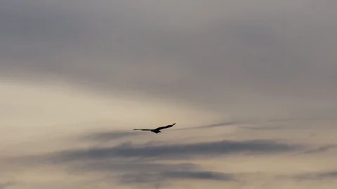 A bird in flight sunset Stock Footage