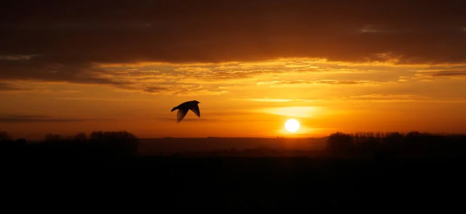 Bird in flight at sunset Stock Photos