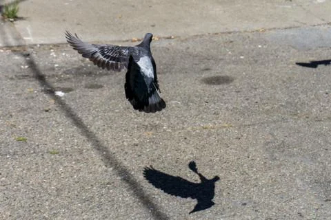 Bird in flight turning Foto stock