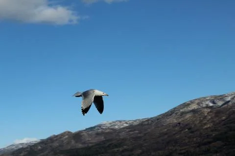 Bird in flight with wings down Stock Photos