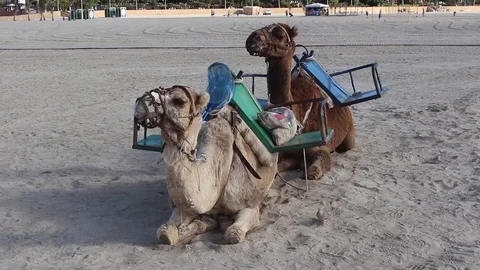 A bird flits around 2 camels resting on the beach Stock Footage 84256511