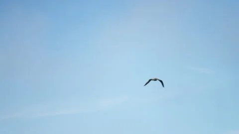 Bird fliying Video stock 236532759