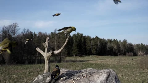 Bird floats down for a nice landing. Video stock 295819265