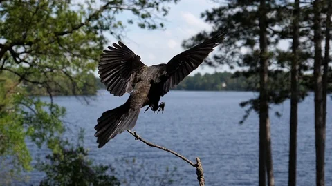 Bird floats down in slow motion to land on a branch. Video stock 94744715