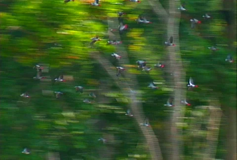Bird flock 01 Stock Footage 607010