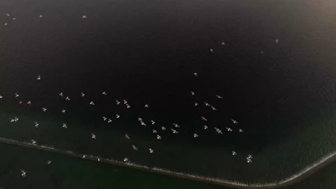 Bird Flock Above SoFi Stadium Lake, 4K Overhead Stock Footage 167144312