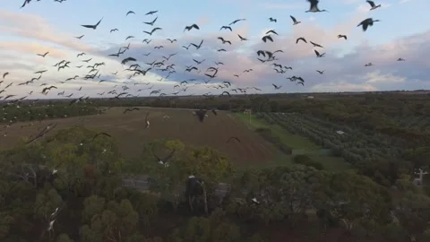 Bird flock comes at the drone 4k Stock Footage 263530912