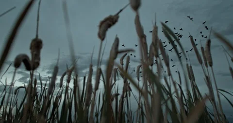 Bird Flock Fly Slow Motion 1000fpa Stock Footage 116221212