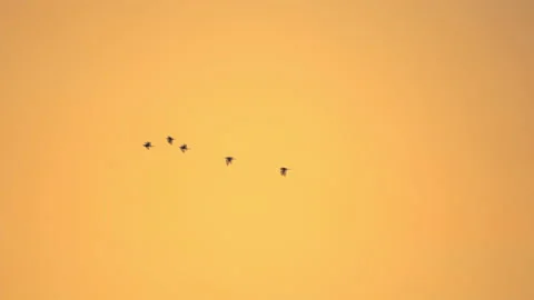 Bird flock flyging slow motion on sunset sky of silhouette background Video stock 239363539