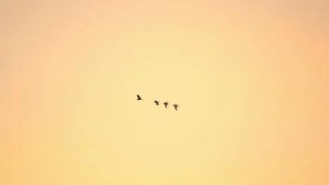 Bird flock flyging slow motion on sunset sky of silhouette background Stockbeeldmateriaal 239365321