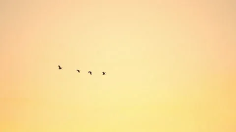 Bird flock flyging slow motion on sunset sky of silhouette background Vídeos de archivo 239366118