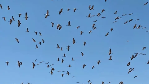 Bird Flock Flying Across Open Sky Nature Background 스톡 동영상 329848772