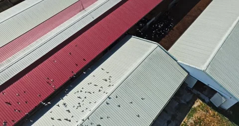 Bird Flock Flying Around Barn On Modern Farm Aerial Follow Shot Stock-Footage 289417737