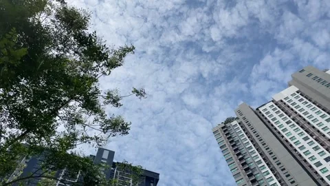 Bird flock flying blue sky sunny day with tree leafs and building view landscape Видео 248488751