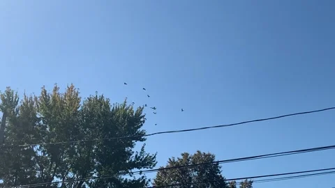 Bird flock flying Vídeos de archivo 245490413