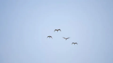 Bird flock flying on sky background Stock Footage 231006519