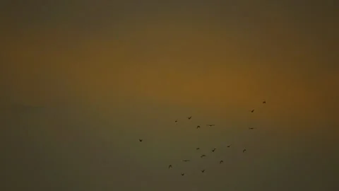 Bird  flock flying on sky  Stock Footage 249061140